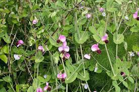 Attēlu rezultāti vaicājumam “Pisum sativum flower”