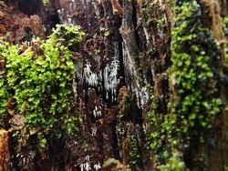 Attēlu rezultāti vaicājumam “Mucronella bresadolae”