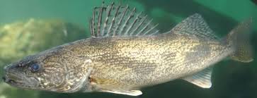 Image result for Sander canadensis