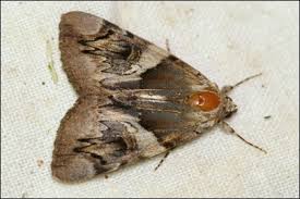 Attēlu rezultāti vaicājumam “Catocala fulminea”