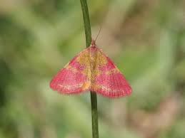 Attēlu rezultāti vaicājumam “Lythria cruentaria”