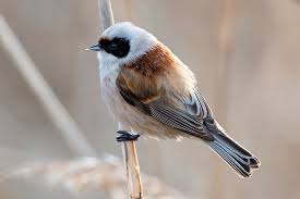 Image result for Remiz pendulinus