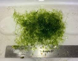 Attēlu rezultāti vaicājumam “Nitella sp.”