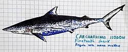 Image result for Carcharhinus isodon