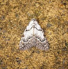 Attēlu rezultāti vaicājumam “Nola confusalis”