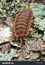 Attēlu rezultāti vaicājumam “Porcellio scaber”