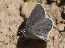 Attēlu rezultāti vaicājumam “Cupido minimus female”