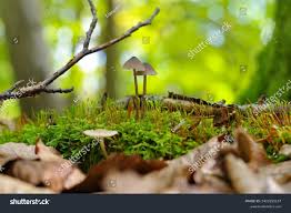 Attēlu rezultāti vaicājumam “Mycena stipata”