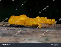 Attēlu rezultāti vaicājumam “Dacrymyces chrysospermus spores”