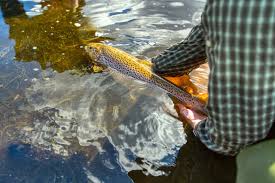 Image result for Ulverston Angling Association