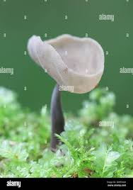 Attēlu rezultāti vaicājumam “Helvella macropus”