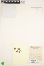 Attēlu rezultāti vaicājumam “Seligeria pusilla sporophyte”