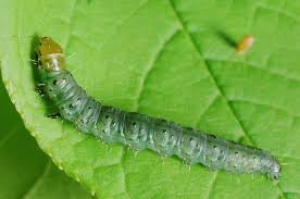 Attēlu rezultāti vaicājumam “Eudemis porphyrana”