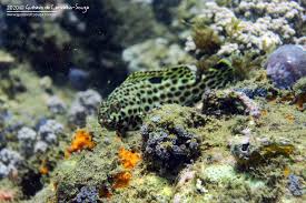 Image result for Epinephelus adscensionis
