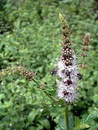 Attēlu rezultāti vaicājumam “Mentha spicata”