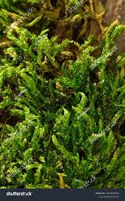 Attēlu rezultāti vaicājumam “Pylaisia polyantha”