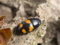 Attēlu rezultāti vaicājumam “Glischrochilus grandis”