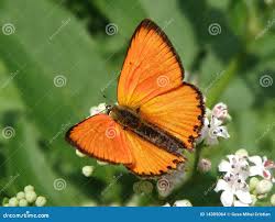 Attēlu rezultāti vaicājumam “Lycaena virgaureae female”
