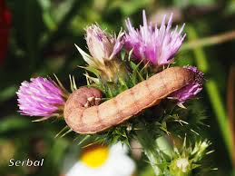 Attēlu rezultāti vaicājumam “Mamestra brassicae exuvia”