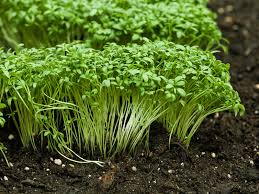 Image result for Gartenkresse