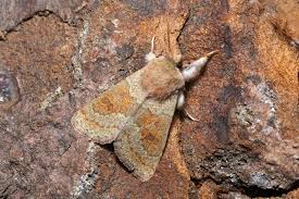 Attēlu rezultāti vaicājumam “Orthosia miniosa”