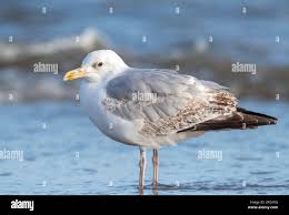 Attēlu rezultāti vaicājumam “Larus argentatus”