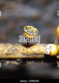 Attēlu rezultāti vaicājumam “Craterium minutum macro”