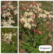 Image result for Filipendula vulgaris