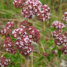 Attēlu rezultāti vaicājumam “Origanum vulgare flower”