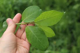 Attēlu rezultāti vaicājumam “Salix caprea leaf”