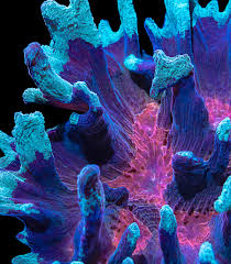 Attēlu rezultāti vaicājumam “Colostygia pectinataria male”