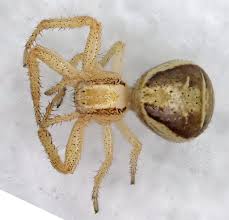 Attēlu rezultāti vaicājumam “Xysticus ulmi”