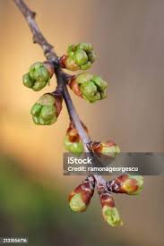 Attēlu rezultāti vaicājumam “Cerasus bud”