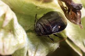 Attēlu rezultāti vaicājumam “Adomerus biguttatus”