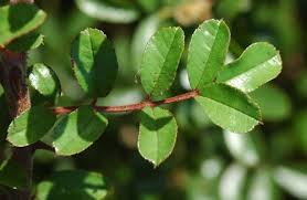 Attēlu rezultāti vaicājumam “Rosa subcanina leaf”