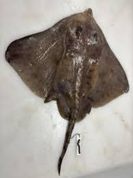 Image result for Amblyraja hyperborea