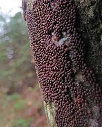 Attēlu rezultāti vaicājumam “Heterotrichia oerstedii (syn. Arcyria oerstedii) young”