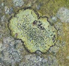 Attēlu rezultāti vaicājumam “Rhizocarpon geographicum”