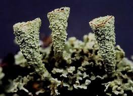 Attēlu rezultāti vaicājumam “Cladonia pyxidata”