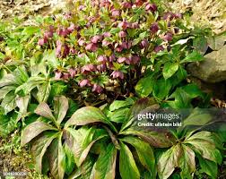 Image result for Nieswurz