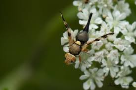 Attēlu rezultāti vaicājumam “Urophora jaceana”