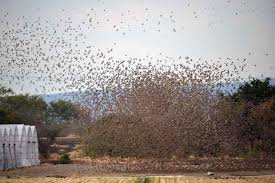 「アトリ・レギンハルト」の画像検索結果