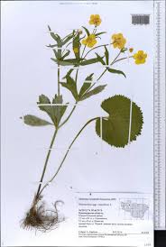 Attēlu rezultāti vaicājumam “Ranunculus cassubicus”