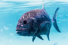 Image result for Caranx ignobilis