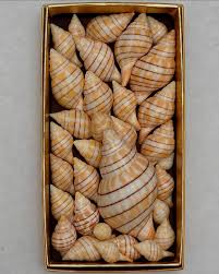 Image result for Cinctura hunteria