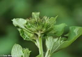 Attēlu rezultāti vaicājumam “Arctium nemorosum”