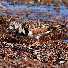 Attēlu rezultāti vaicājumam “Arenaria interpres adult”