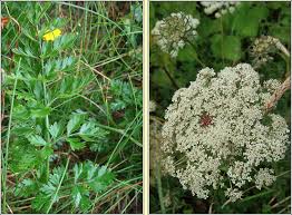 Attēlu rezultāti vaicājumam “Daucus carota subsp. carota leaf”