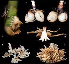 Attēlu rezultāti vaicājumam “Dactylorhiza fuchsii bud”