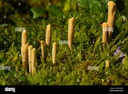 Attēlu rezultāti vaicājumam “Clavariadelphus ligula”